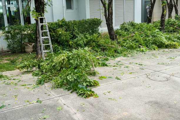 Reliable Covington, GA Tree Services Solutions