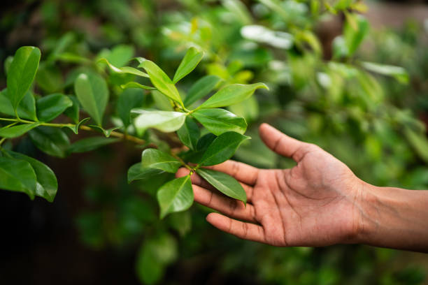 Tree and Shrub Care in Covington, GA