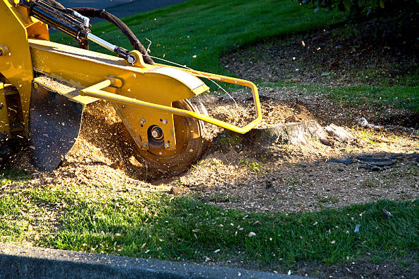 How Our Tree Care Process Works  in  Covington, GA