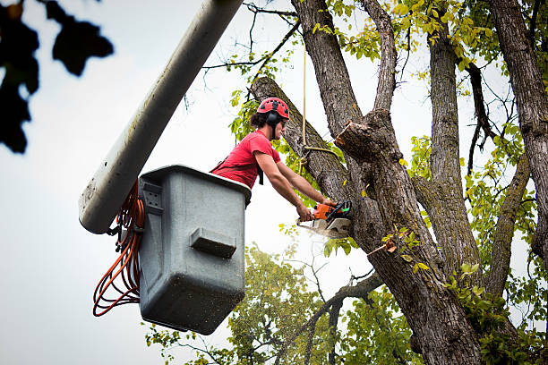 How Our Tree Care Process Works  in  Covington, GA